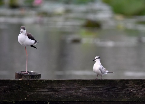 クロハラアジサシ幼鳥2678