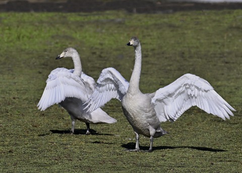 オオハクチョウ幼鳥3884