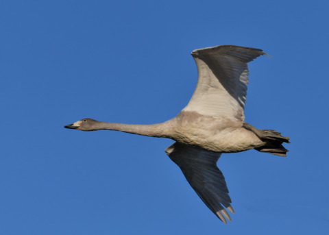 オオハクチョウ3761