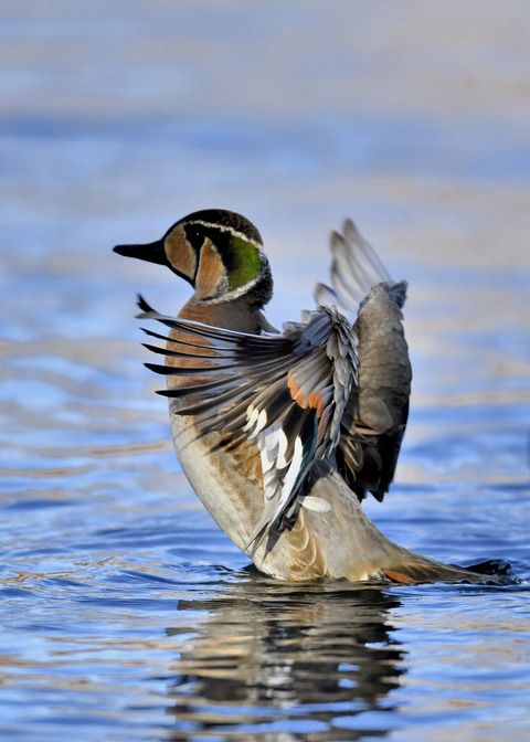 トモエガモ♂1973