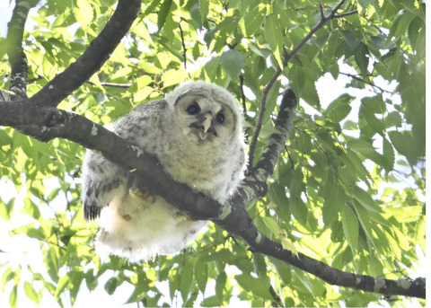フクロウのヒナ6349