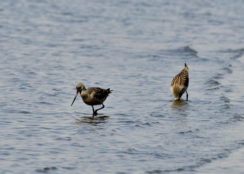 オオソリハシシギ1395