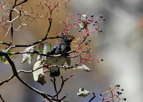 クロツグミ幼鳥3352