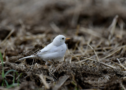 タヒバリ(白化)6429