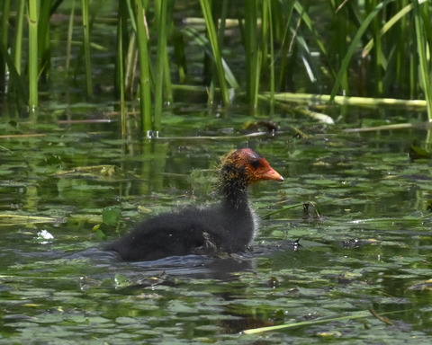 オオバンのひな6091