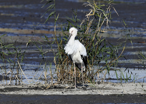 コウノトリ(J0189)6371