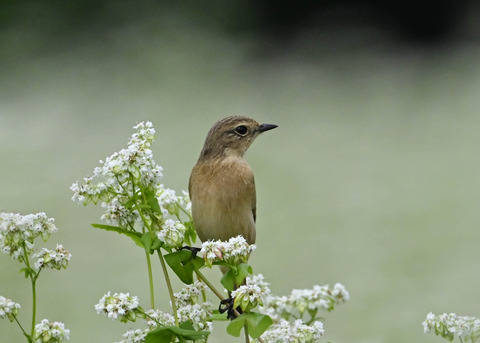 ノビタキ♀5440