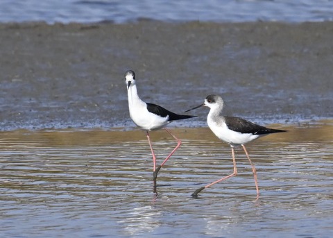 セイタカシギ♂3523
