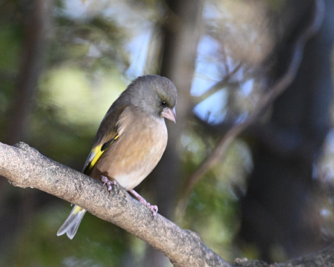 オオカワラヒワ7458