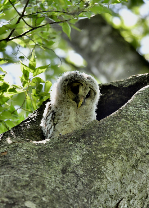 フクロウのヒナ②5625