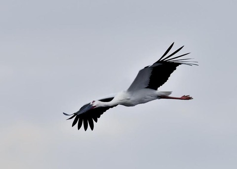 飛ぶ・コウノトリ3409