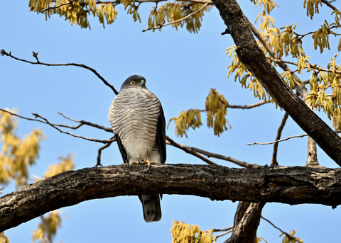 ツミ♀0377