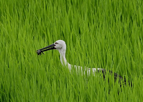 餌捕り・コウノトリ(ひかる)4687