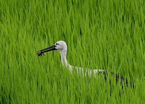 餌捕り・コウノトリ(ひかる)4687