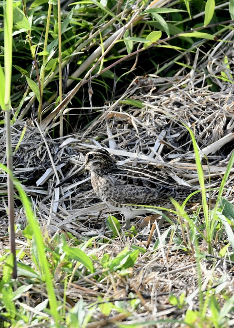 チュウジシギ3251