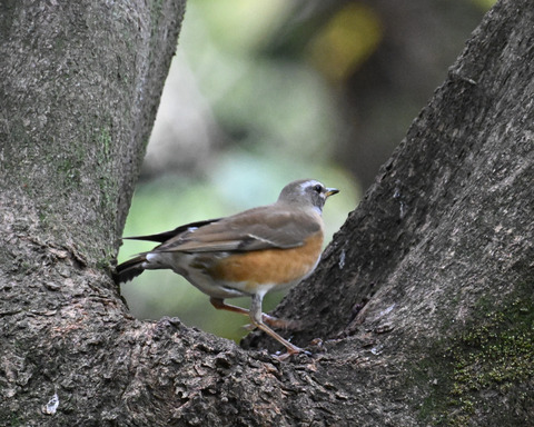 マミチャジナイ2705