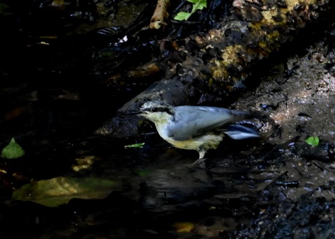 ゴジュウカラ1086