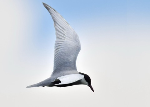 クロハラアジサシ9455