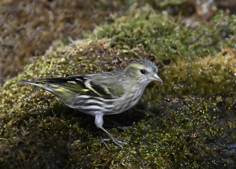 マヒワ♀7889
