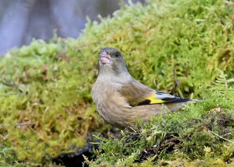 オオカワラヒワ7493