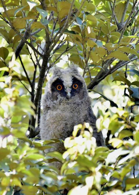トラフズクのヒナ0007