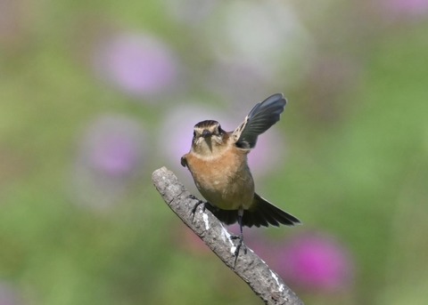 ノビタキ♀1868