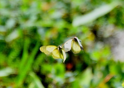 ミヤマモンキチョウ♂・♀2214◎