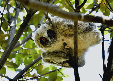 トラフズクのヒナ0136