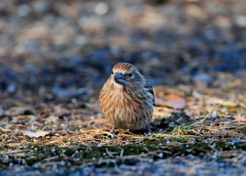 オオマシコ若鳥9514