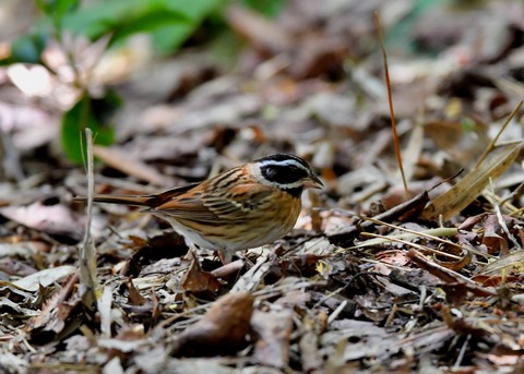 シロハラホオジロ♂0804