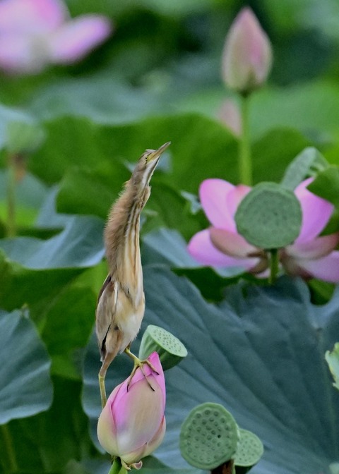 ヨシゴイ♀9261
