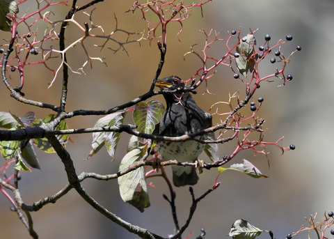 クロツグミ幼鳥3354