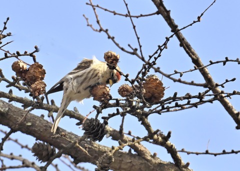 ベニヒワ♀3247