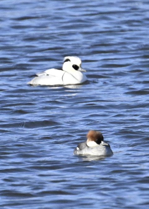 ミコアイサ♂♀4331