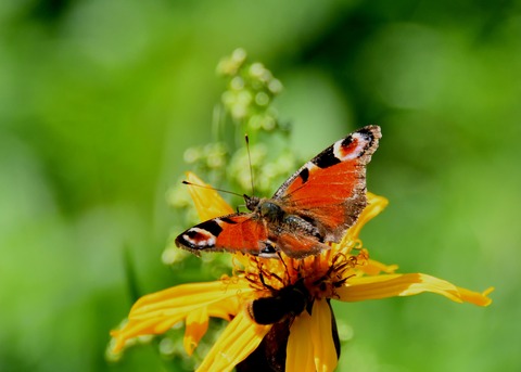 クジャクチョウ1519