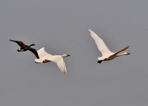 シジュウカラガン0691