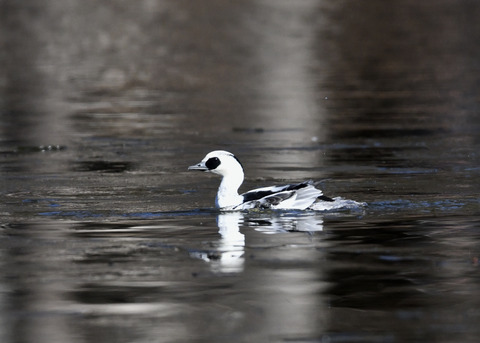 ミコアイサ♂8466