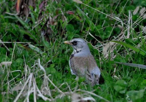 ノハラツグミ2277