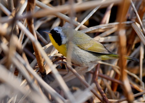 カオグロアメリカムシクイ7899