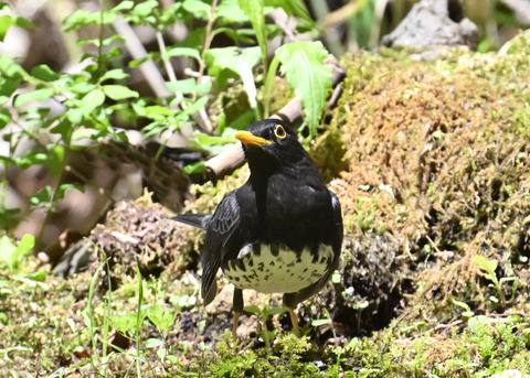 クロツグミ♂2980
