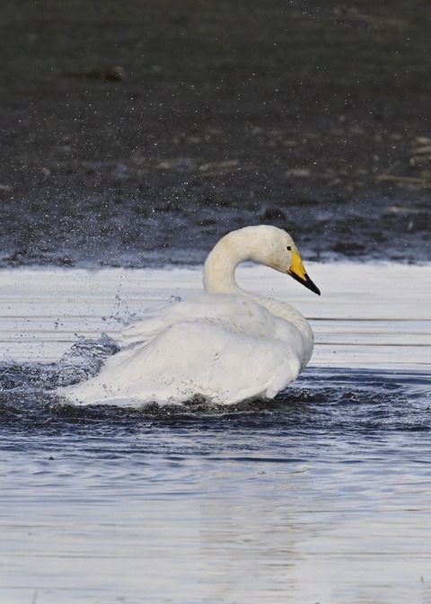 オオハクチョウ4060