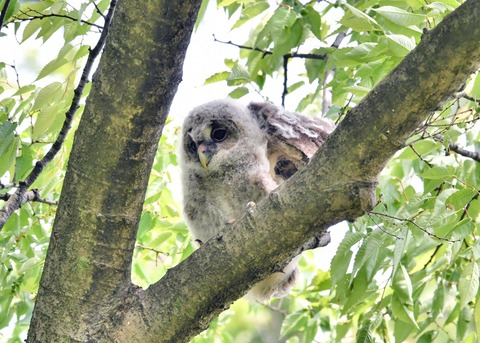 フクロウのヒナ②4376