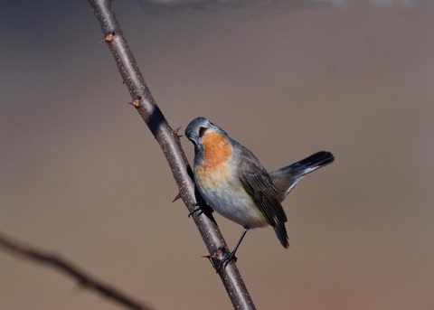 ニシオジロビタキ♂1543