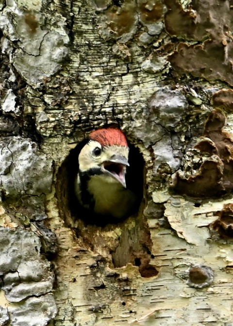 アカゲラ♀とヒナ5384