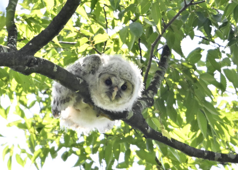 フクロウのヒナ6363