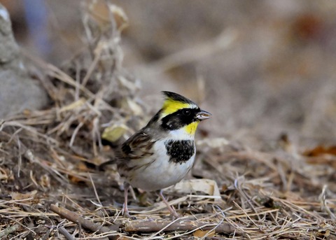 ヤマホオジロ♂6213