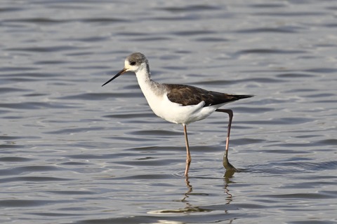 セイタカシギ幼鳥3877