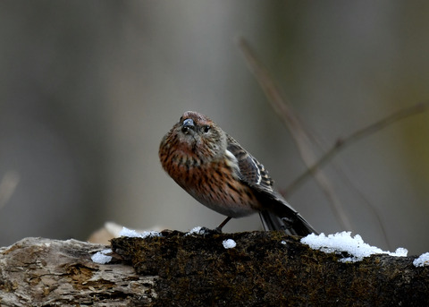 オオマシコ若鳥9611