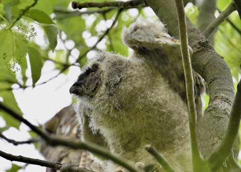トラフズクのヒナ1355