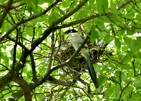 オナガの営巣5533